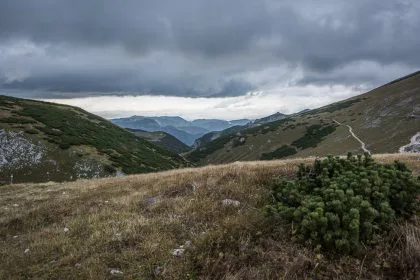 Berge mit einer Latsche im Vordergrund